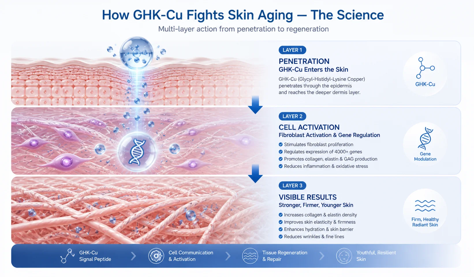 Illustration explaining how GHK-Cu combats skin aging through penetration, cell activation, and visible results for youthful skin.